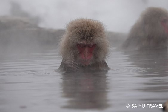 Japanischer Makake beim Bad in heißer Quelle