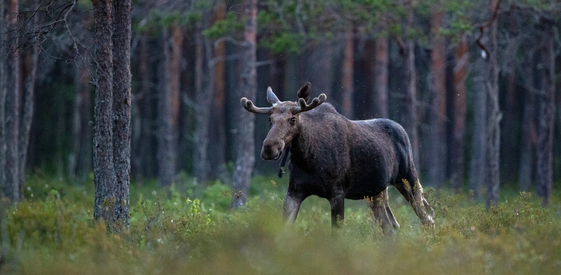 Estland: Ein Elch erscheint am Waldrand.